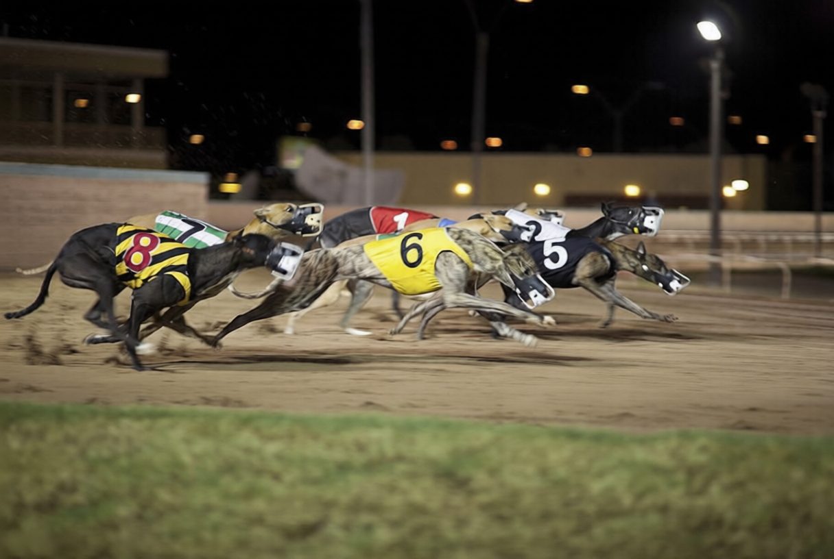 Sandown Park greyhounds racing at night