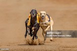 greys racing
