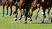 Caulfield Racing Preview: Friday January 26th By Dean McHugh